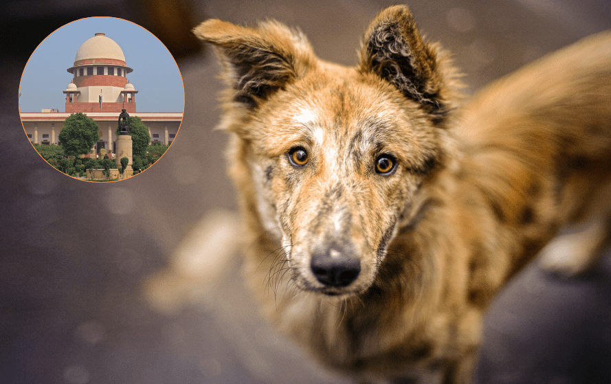 Supreme Court On Stray Dogs