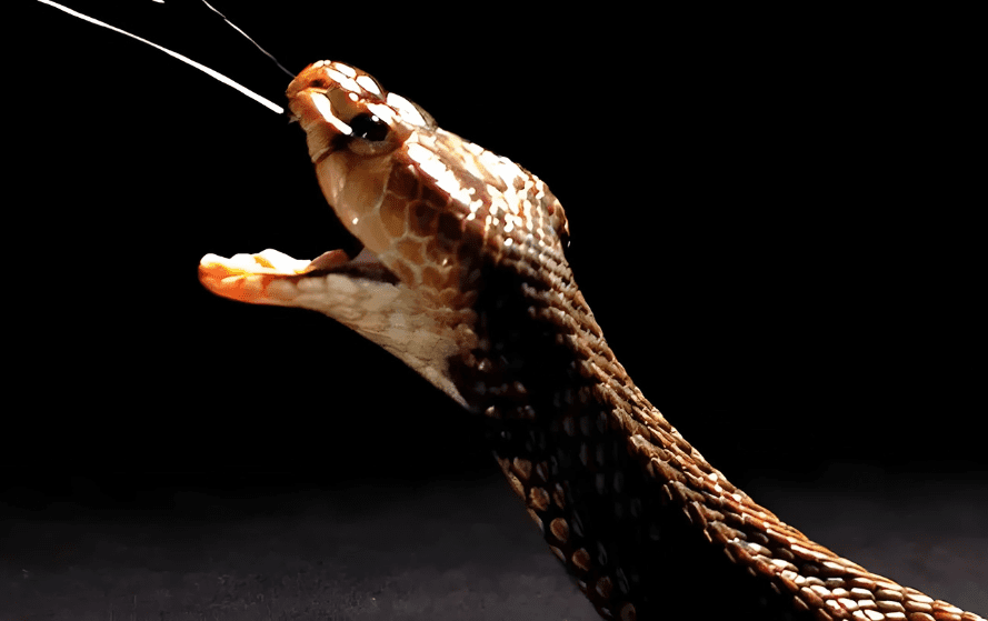 Snakebite Protection